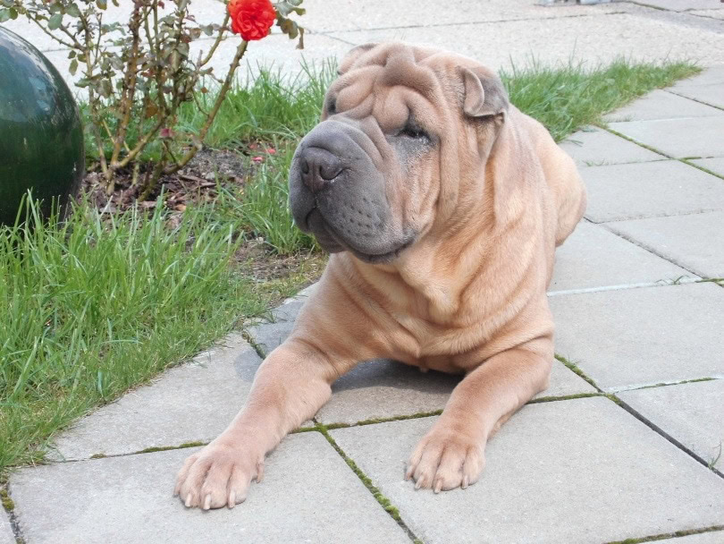 shar pei_style81_Pixabay