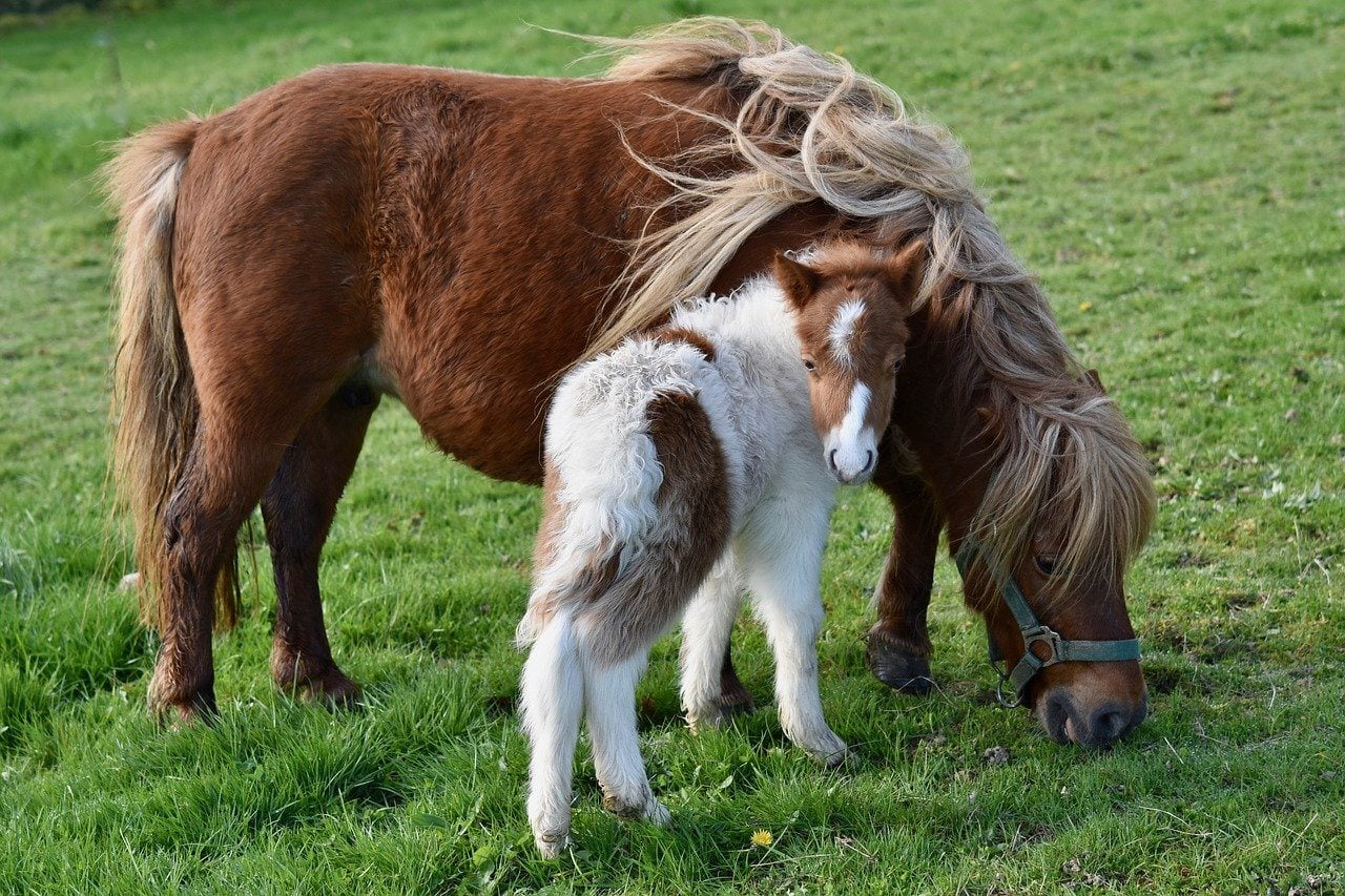 shetland pony