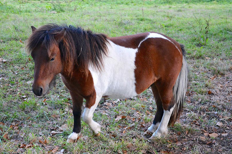 shetland pony in the field