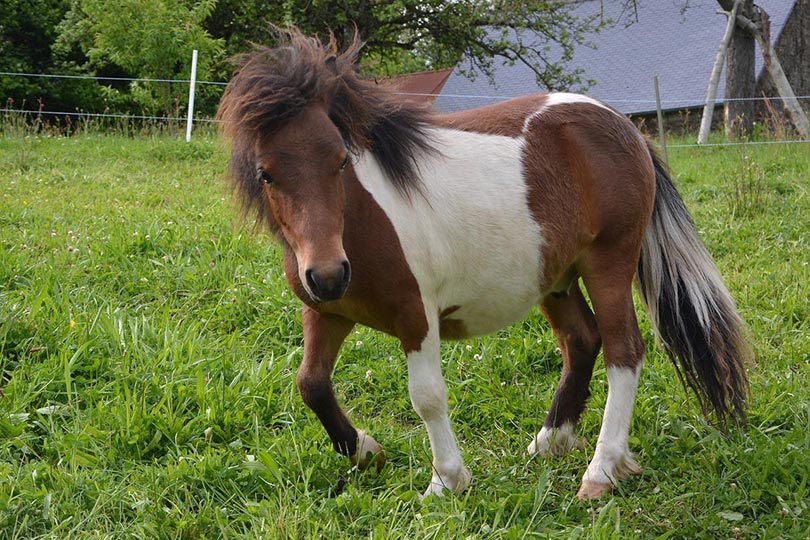shetland pony in the meadow