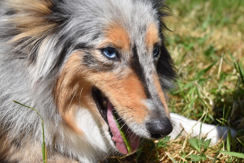 shetland sheepdog eating grass