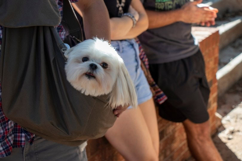 shih tzu dog in a sling