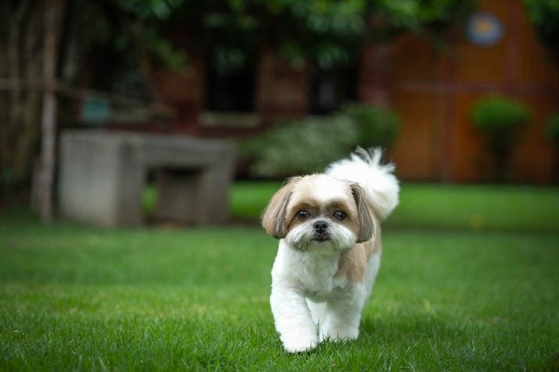 shih tzu dog_Yarnawee Nipatarangkoon_Shutterstock