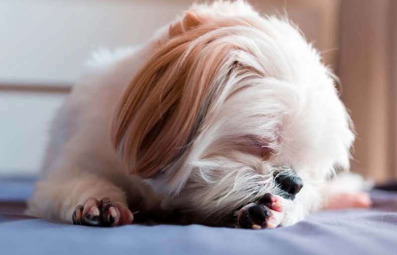 shih tzu puppy licking its paw