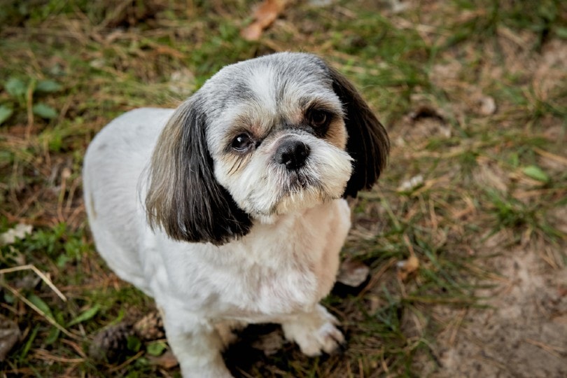 shih tzu with puppy cat
