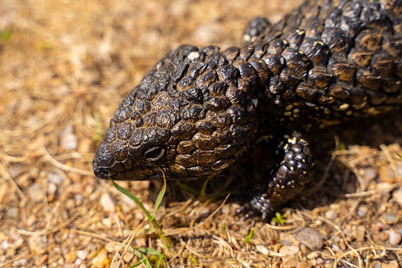 shingleback skink