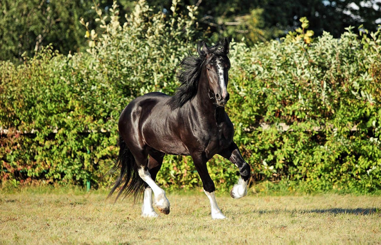 Shire horse galloping