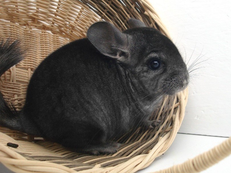 short-tailed chinchilla