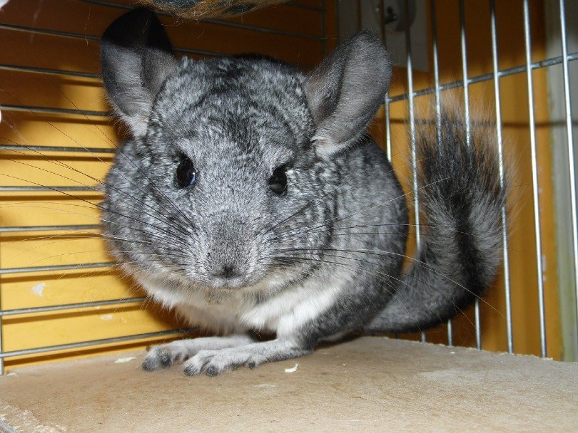 short-tailed chinchilla