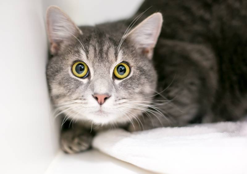 shorthair tabby cat with a wide-eyed expression and dilated pupils