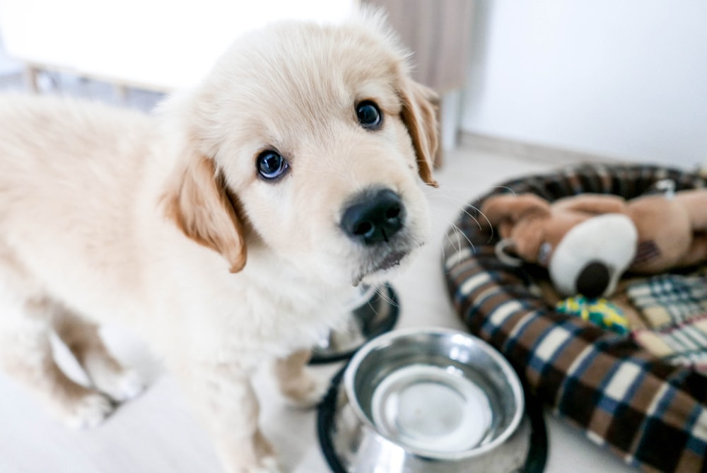 golden retreiver puppy