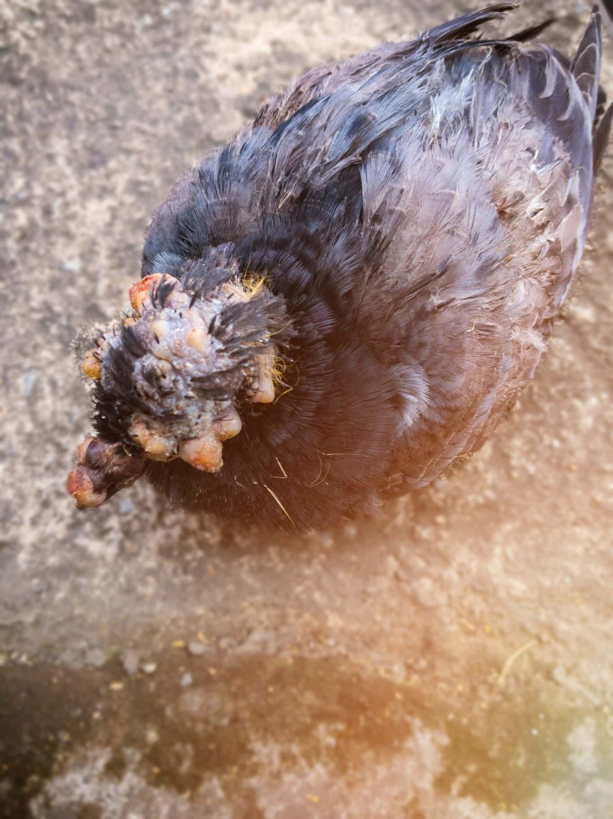 Bird with tumor or pox growth