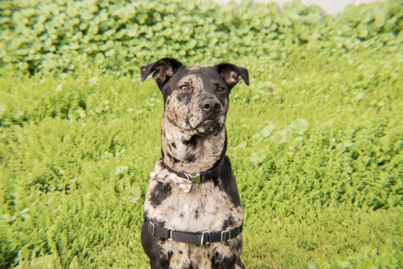 Catahoula Leopard Dog