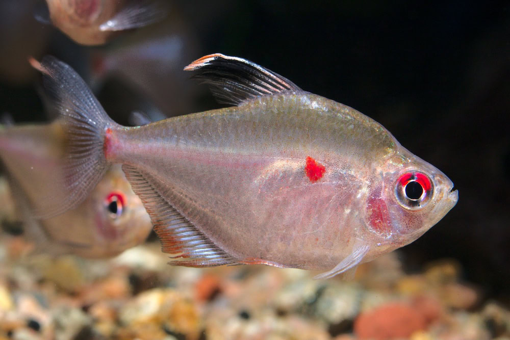Bleeding Heart Tetra (Hyphessobrycon erythrostigma)