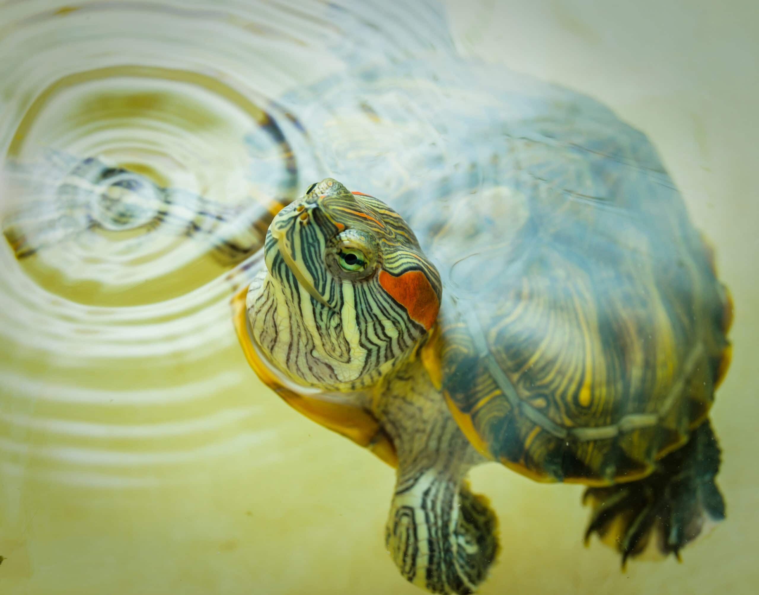Red-eared turtle peeks out of the water