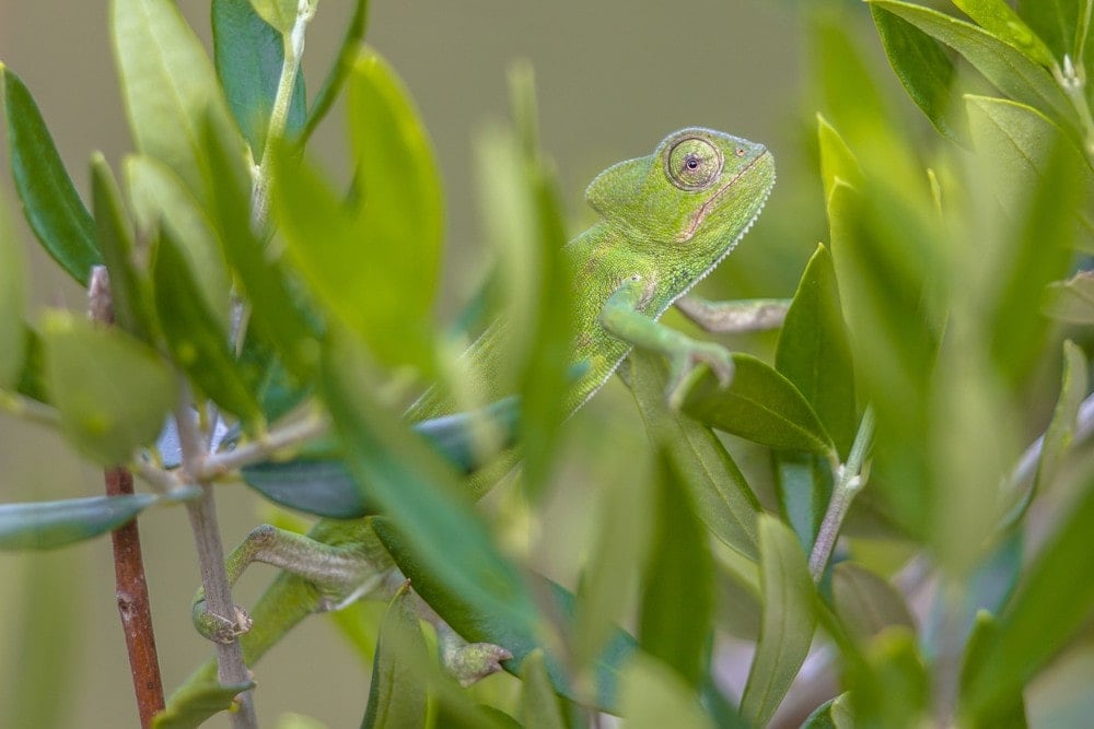 Senegal charmelon in grass