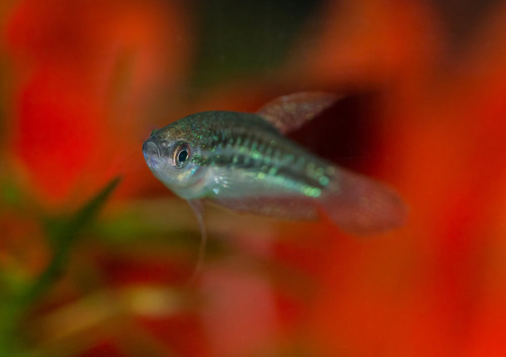 A macro shot of a sparkling gourami tropical fish.