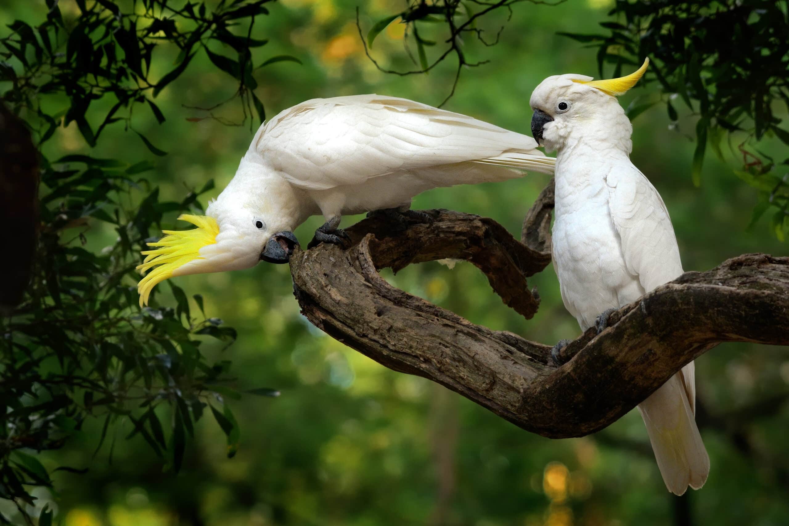Sulphur Crested Cockatoos