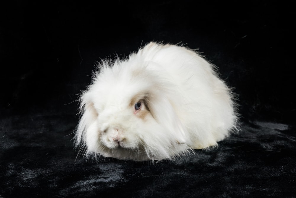 amarican fuzzy lop rabbit