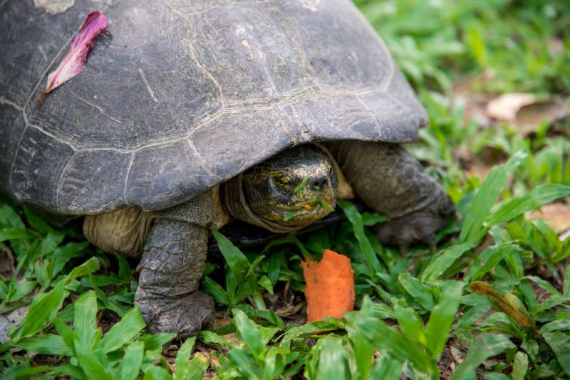 yellow headed temple turtle eating carrots