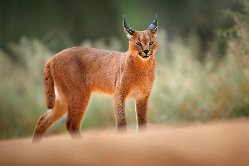 caracal