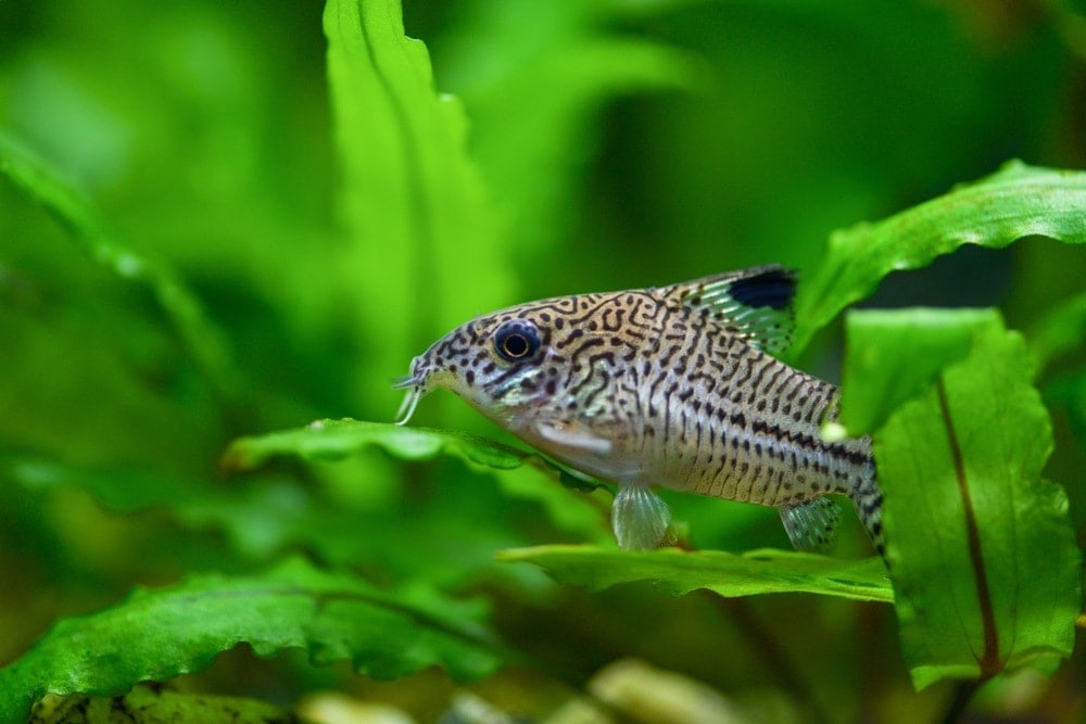 pepper cory catfish