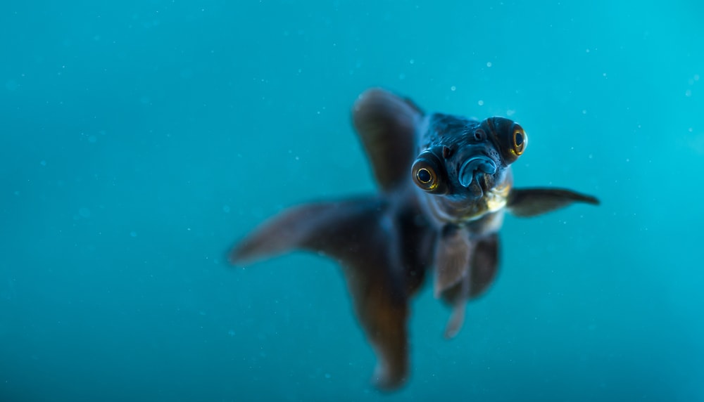 black moor goldfish swimming