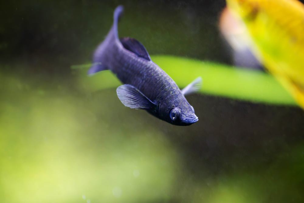 black lyretail molly fish