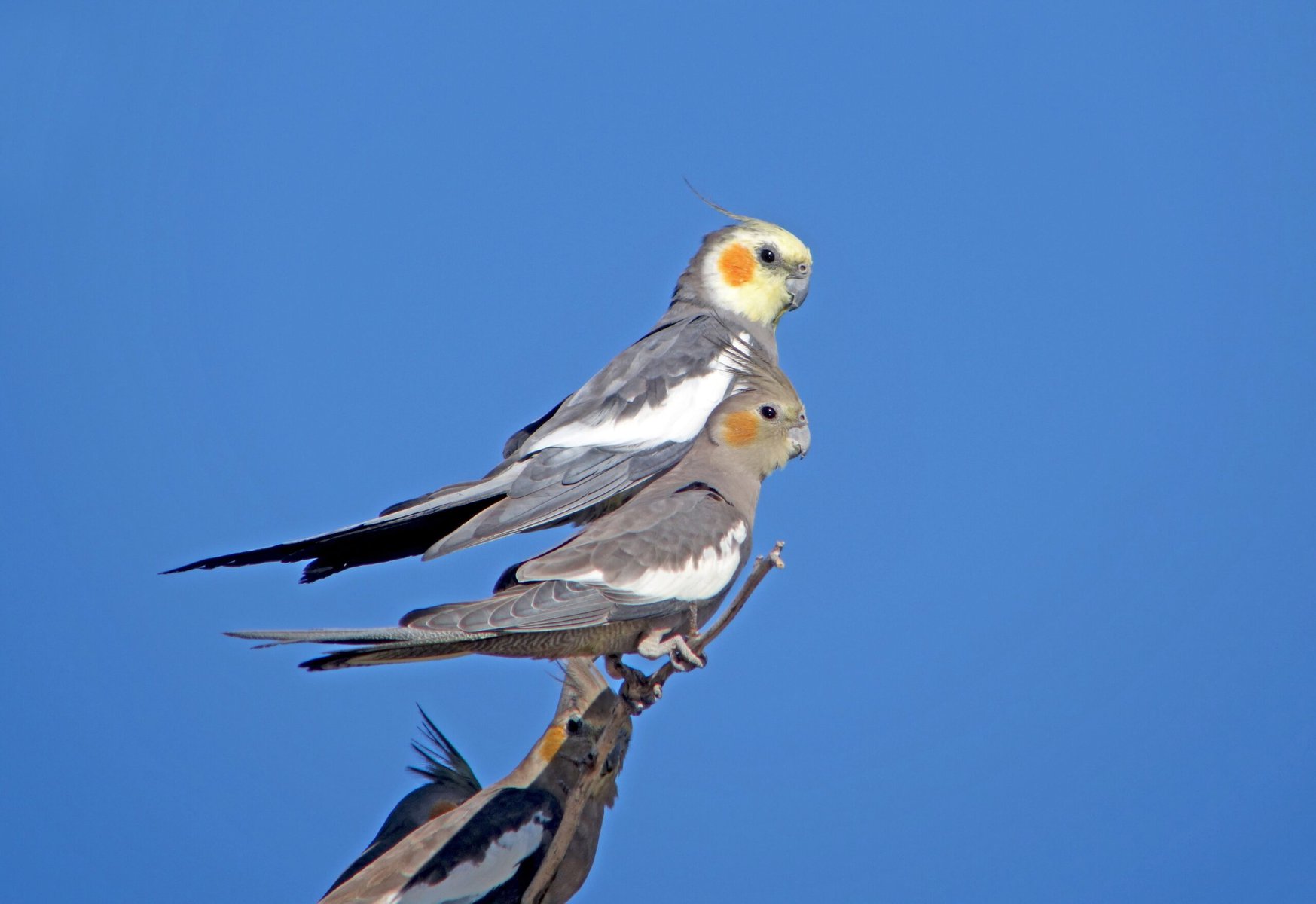 Pair of Gray Cockatiels