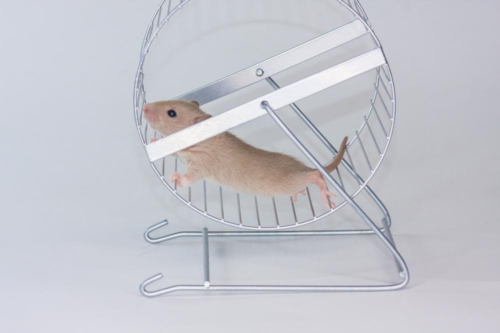 rat on wheel