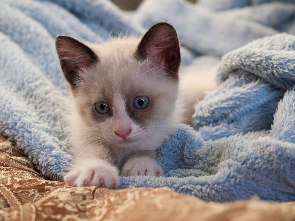 Snowshoe Kitten