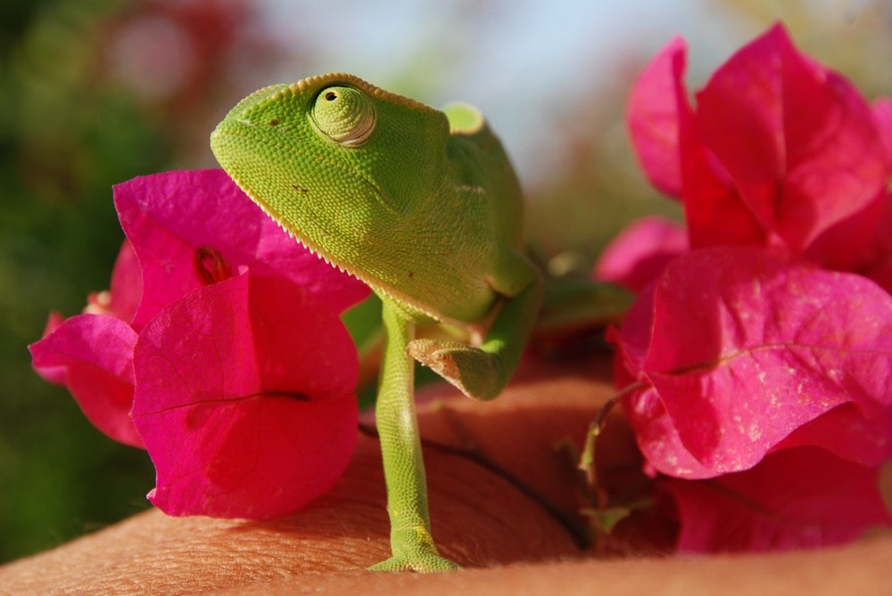senegal chameleon in flowers
