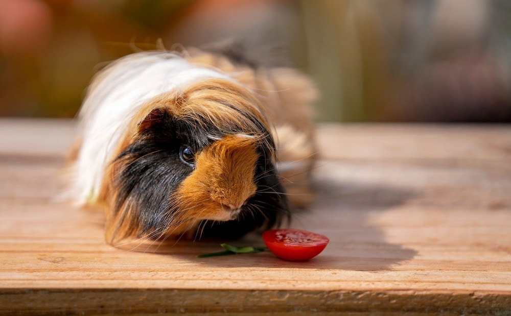 guinea pig eating tomato