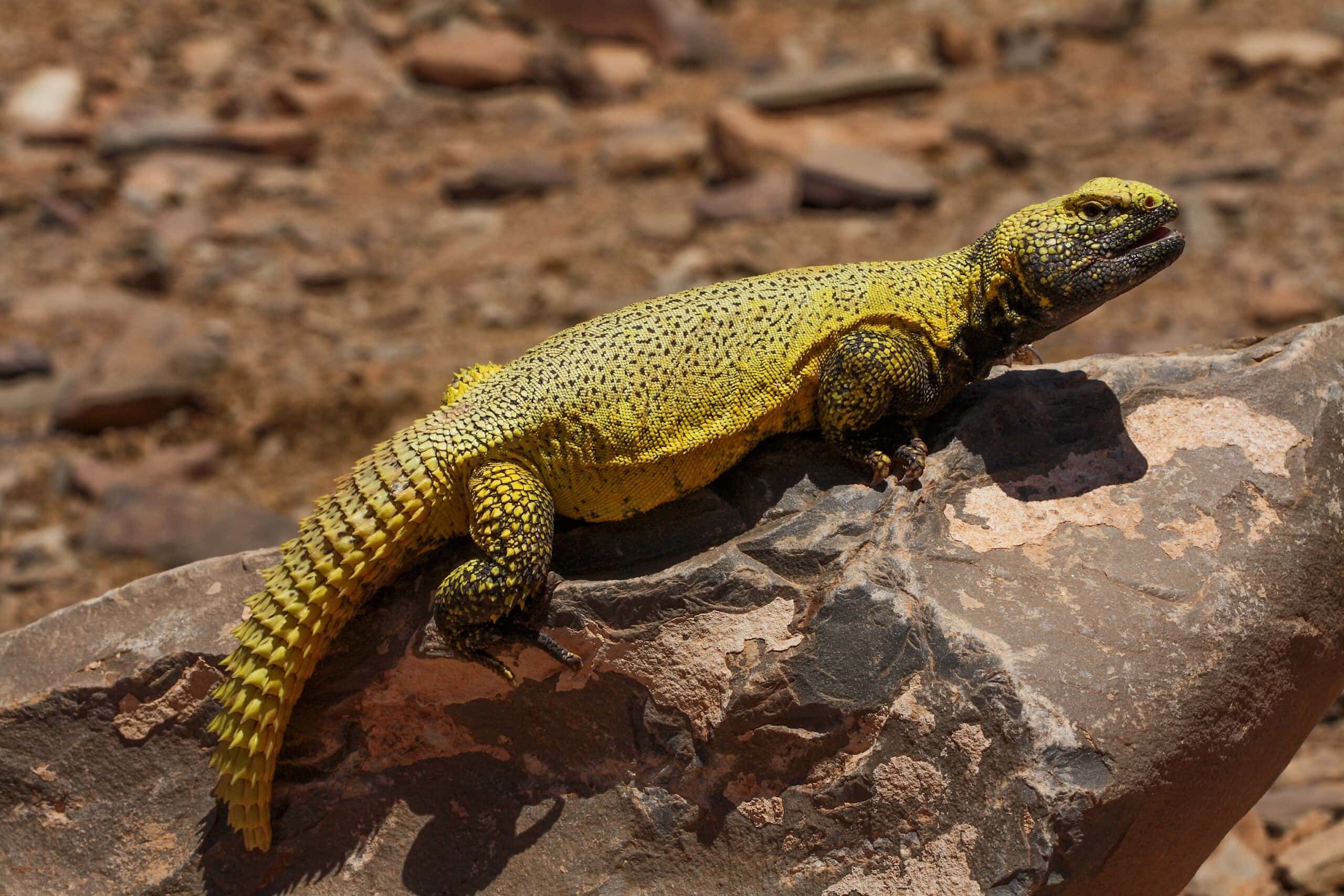 Uromastyx Lizard
