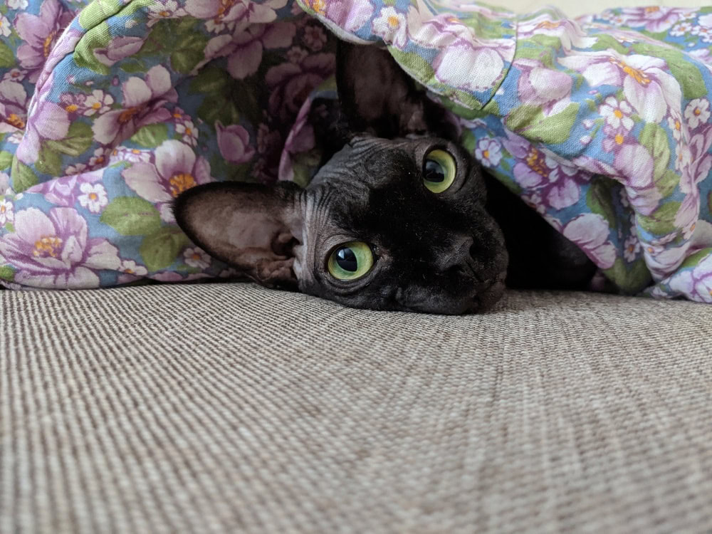 black sphynx under covers