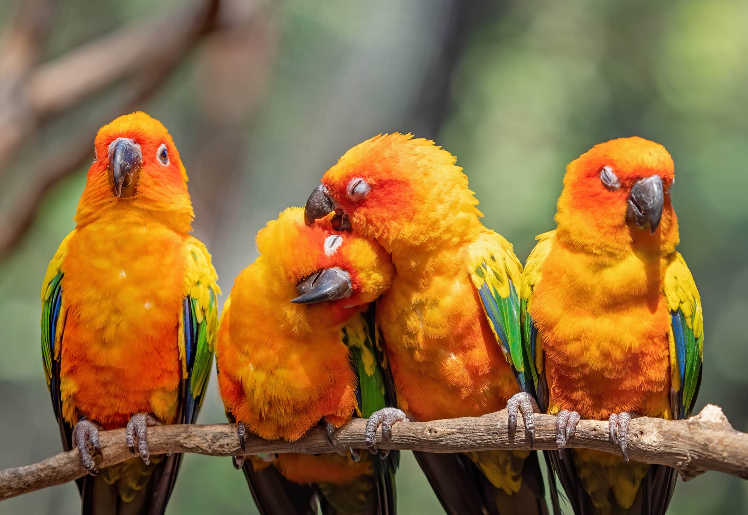 Sun Conures on a branch