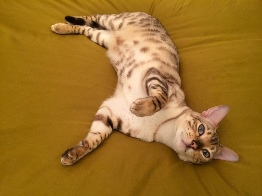 white bengal cat