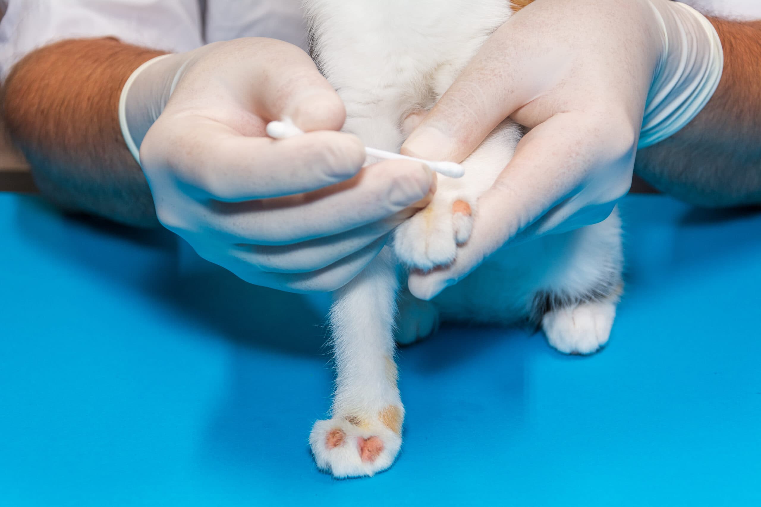 a veterinarian treats a kitten for ringworm. with cotton swabs, the doctor applies ointment to the wounds.