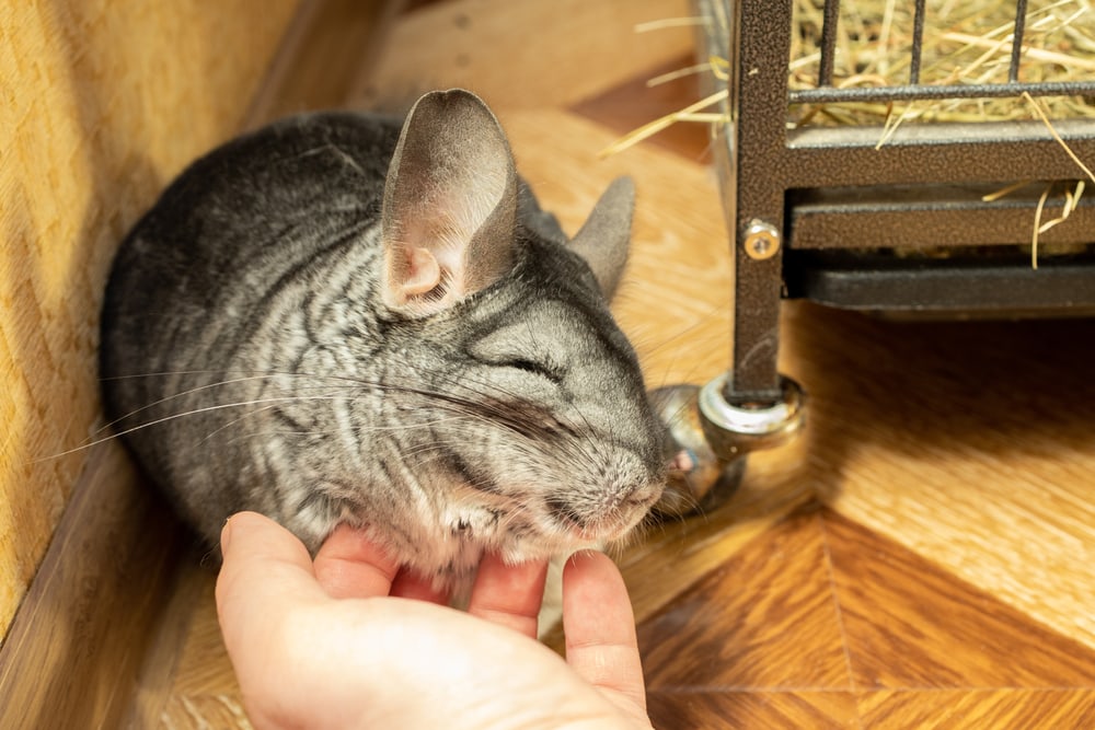 Man petting Chinchilla