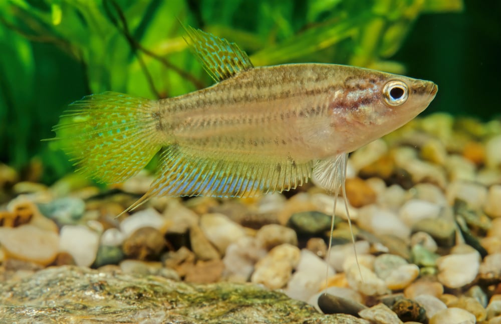 sparkling gourami