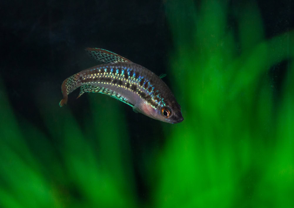 A macro shot of a sparkling gourami tropical fish