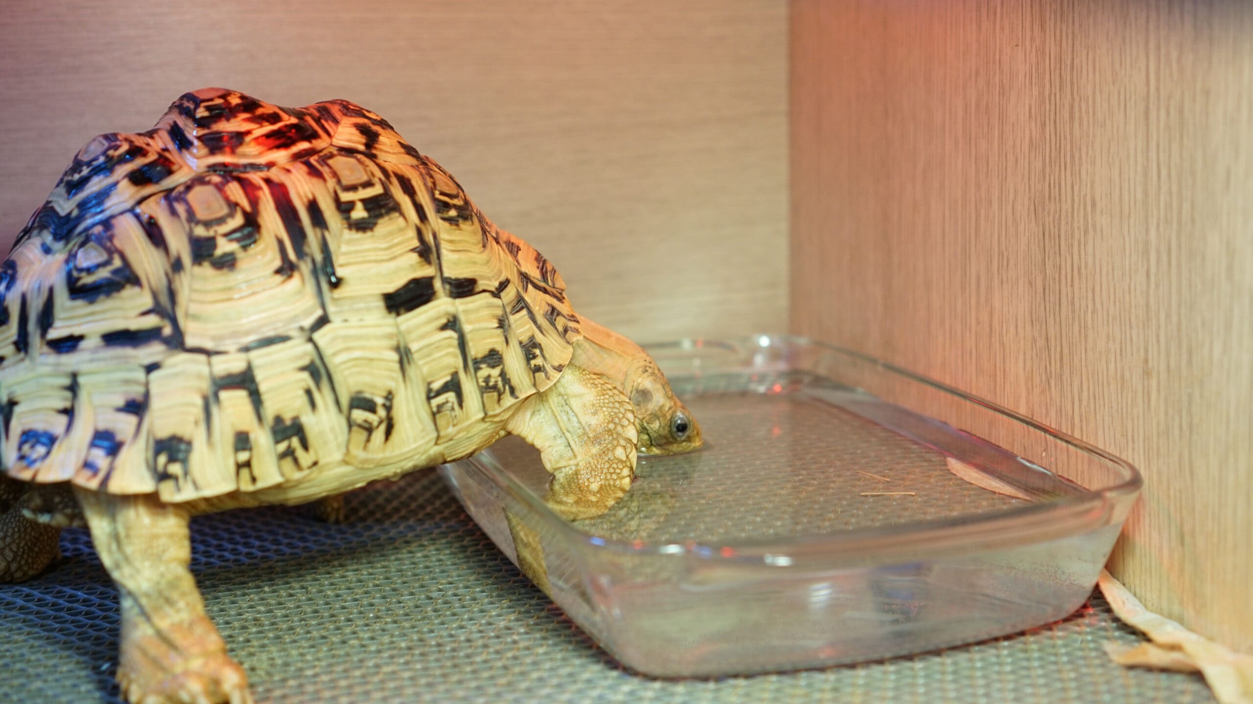 Leopard Tortoise drinking