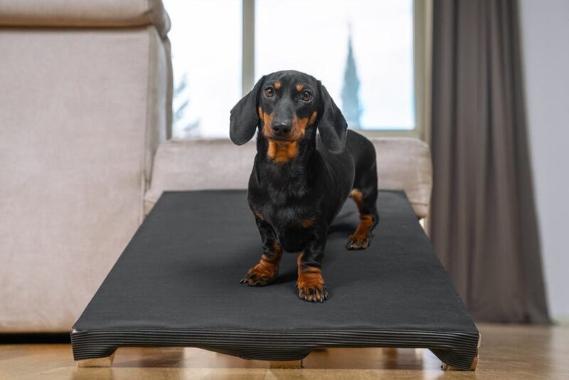 dachshund on ramp