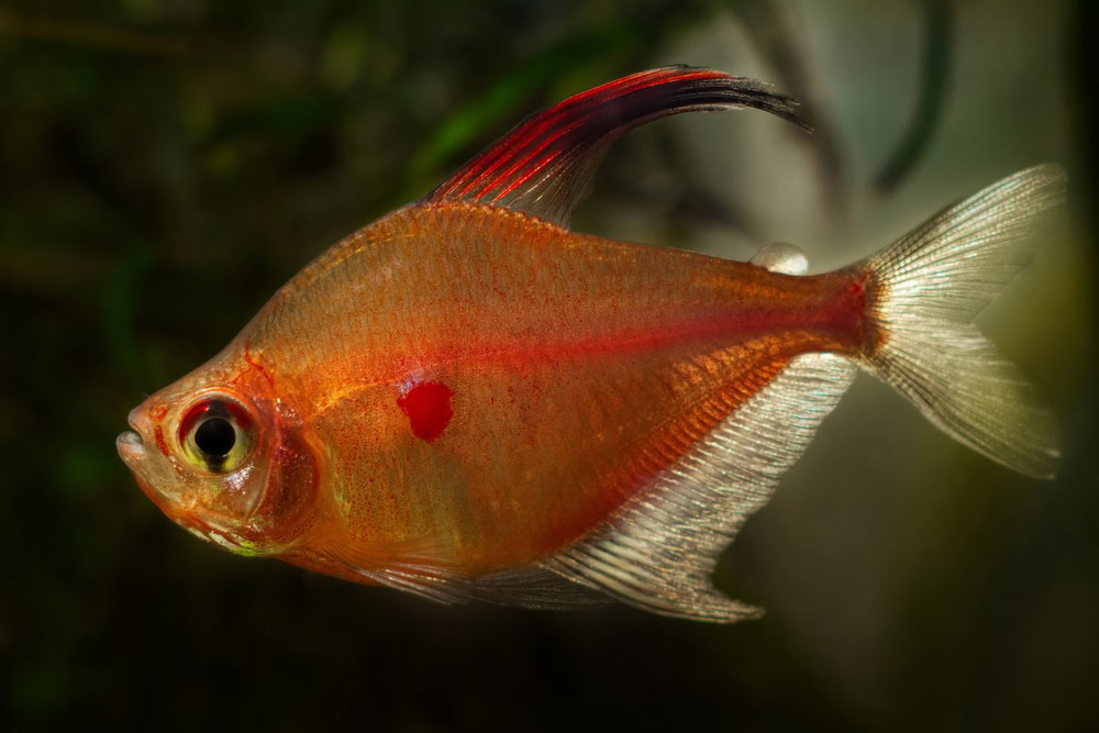 bleeding heart tetra