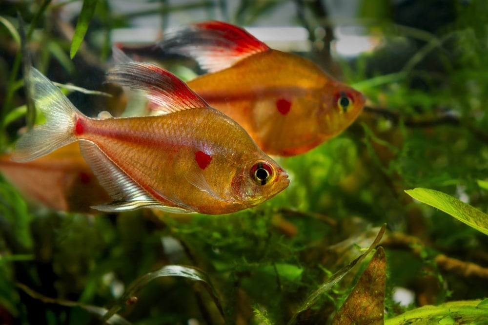 bleeding heart tetra in breeding colors