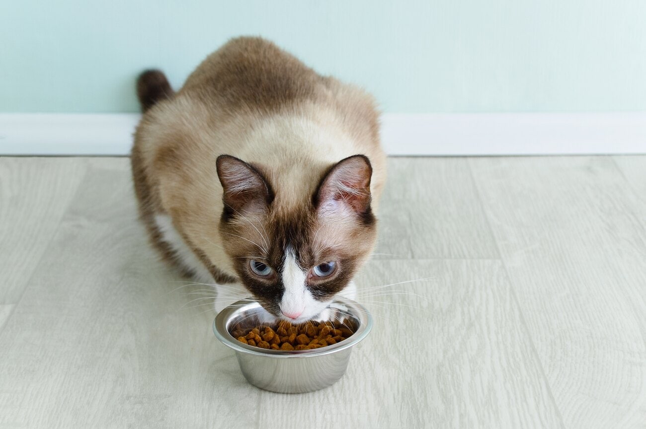 Snowshoe cat eating