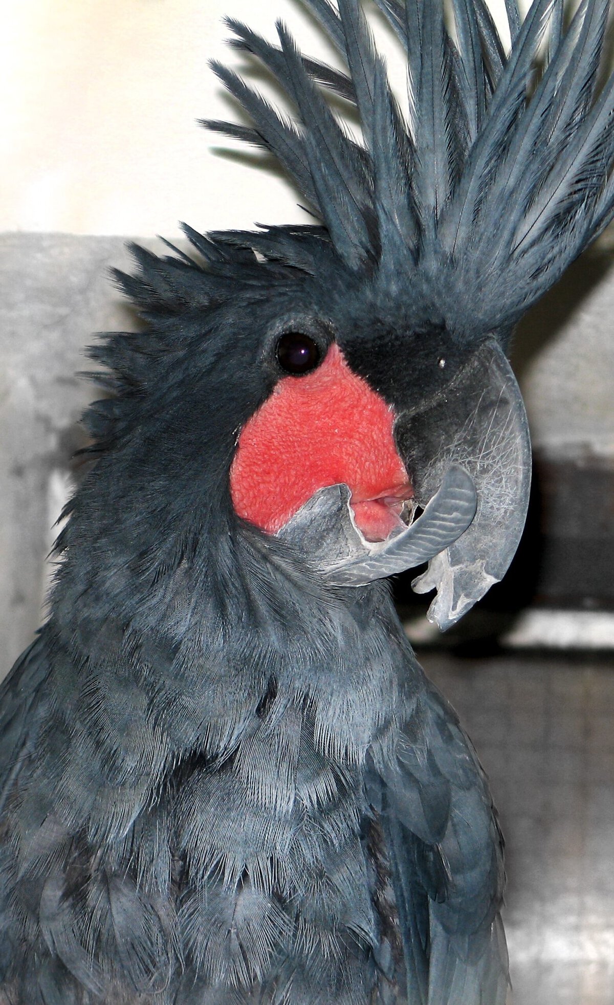 Parrot Beak Problem Scissor Beak