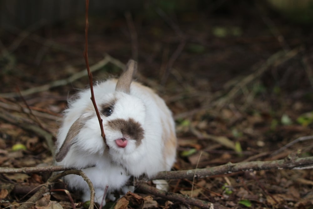 American Fuzzy Lop Rabbit Playing In Nature