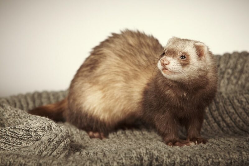 ferret