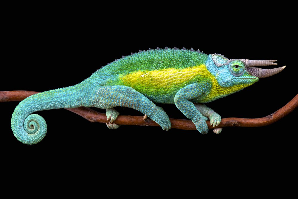 jacksons chameleon